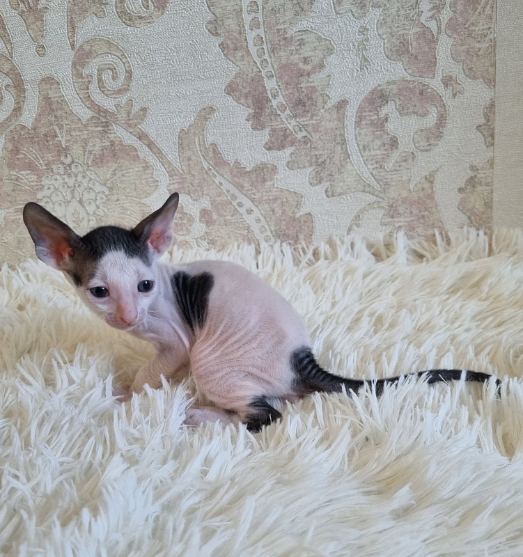 Utro Elemani Dream - Kitten cornish rex 4 weeks