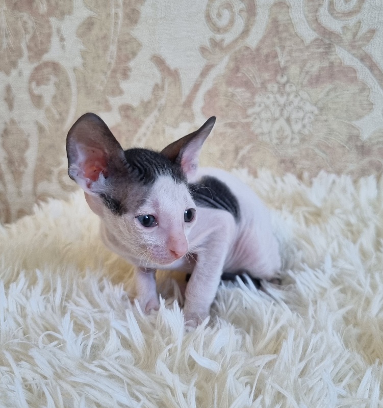 Utro Elemani Dream - Kitten cornish rex 4 weeks
