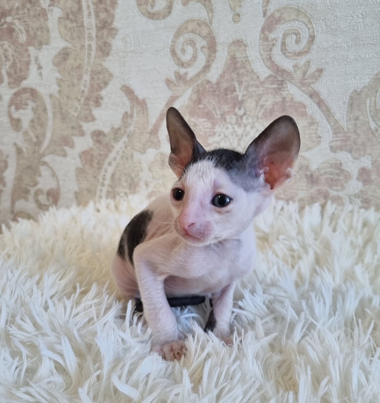 Utro Elemani Dream - Kitten cornish rex 4 weeks