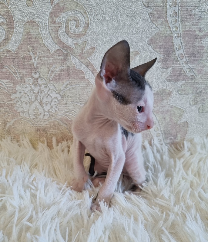 Utro Elemani Dream - Kitten cornish rex 4 weeks