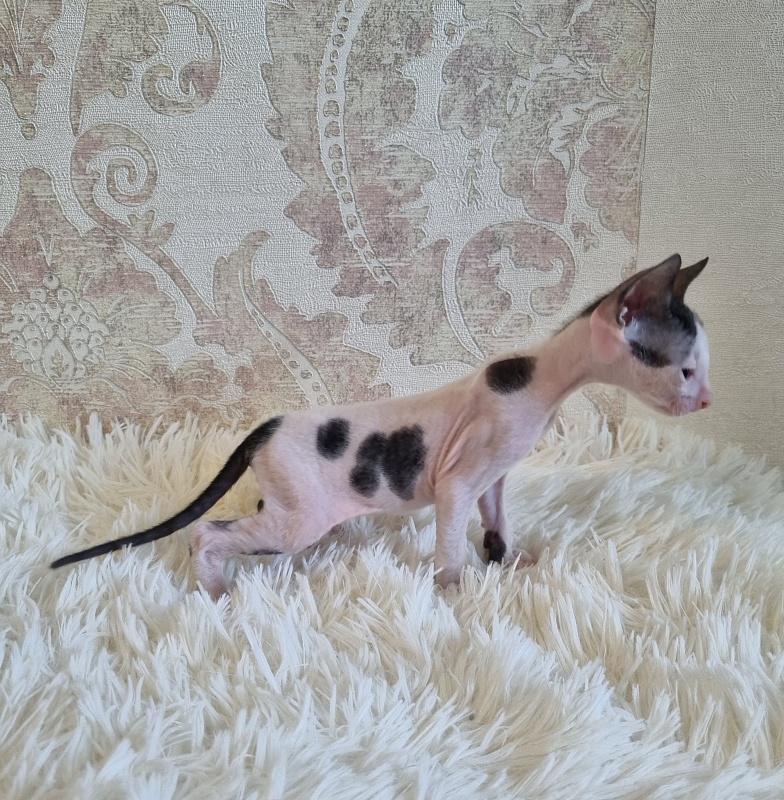 Utro Elemani Dream - Kitten cornish rex 4 weeks