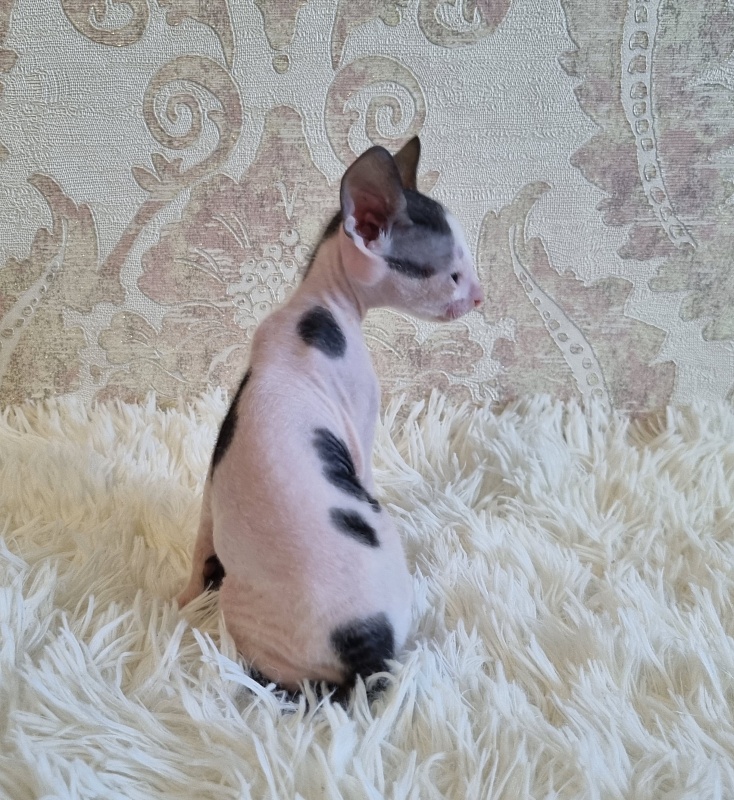Utro Elemani Dream - Kitten cornish rex 4 weeks
