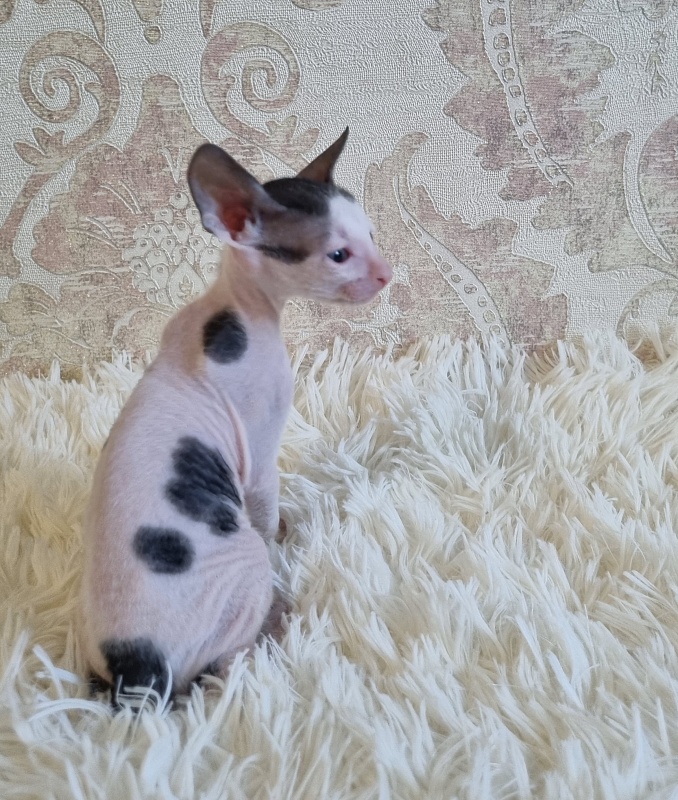 Utro Elemani Dream - Kitten cornish rex 4 weeks