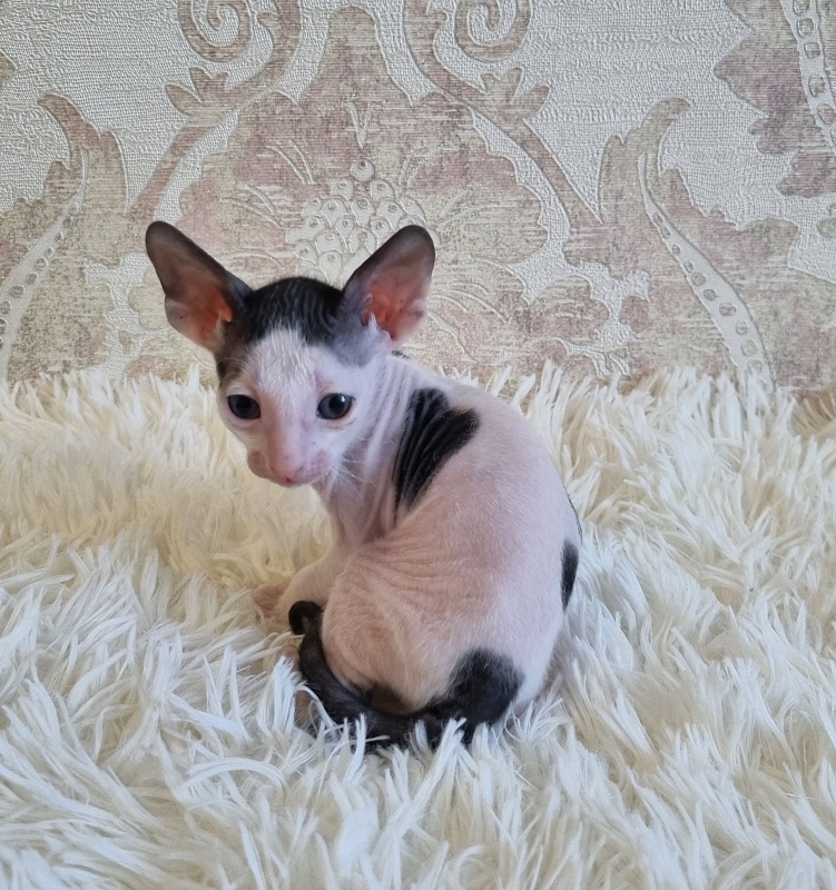 Utro Elemani Dream - Kitten cornish rex 4 weeks