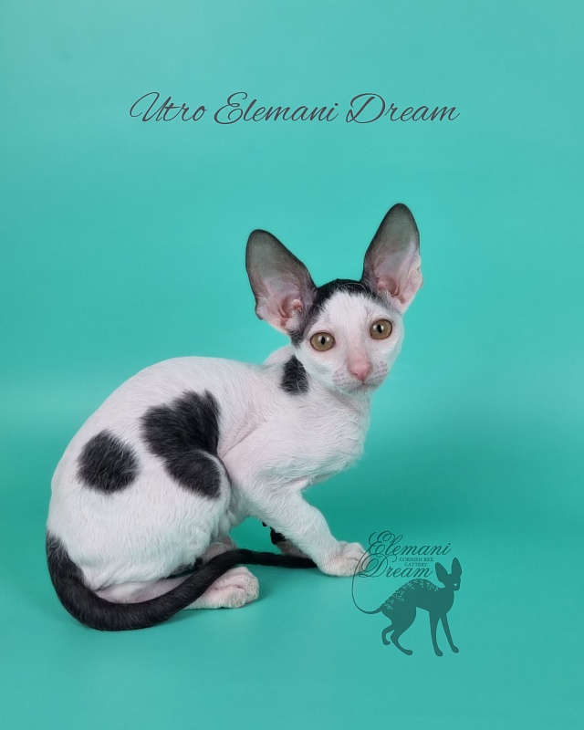 Utro Elemani Dream - Kitten cornish rex 2 months 1 week