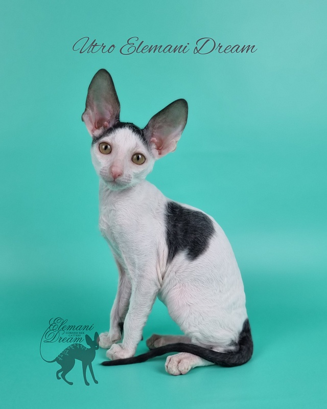 Utro Elemani Dream - Kitten cornish rex 2 months 1 week