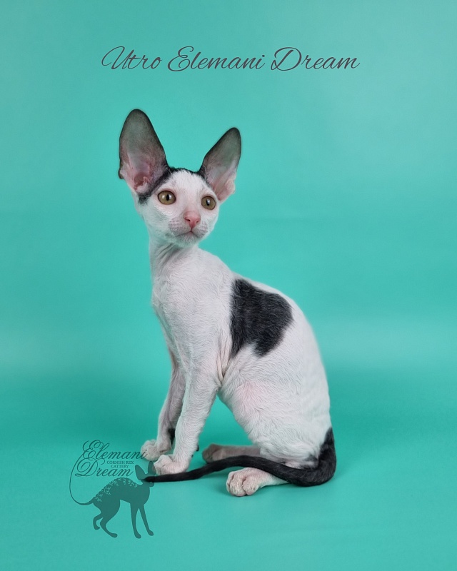 Utro Elemani Dream - Kitten cornish rex 2 months 1 week