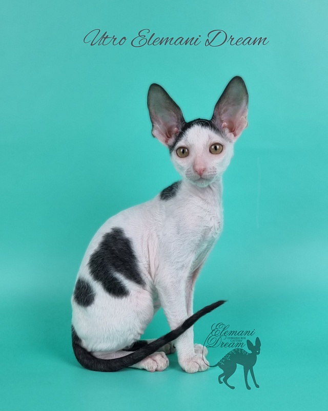 Utro Elemani Dream - Kitten cornish rex 2 months 1 week