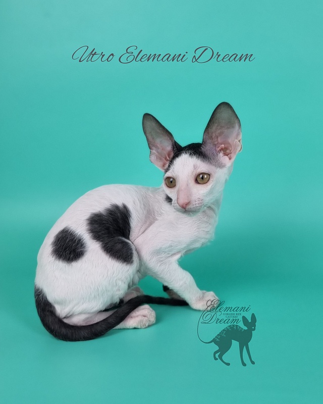 Utro Elemani Dream - Kitten cornish rex 2 months 1 week
