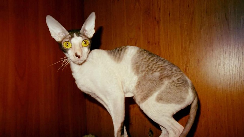 J'M Rosetta Veter Svobody - cornish rex