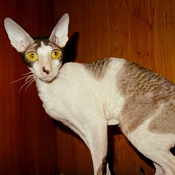 J'M Rosetta Veter Svobody