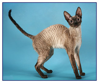 Rexkwizit's Born To Satisfaction - cornish rex