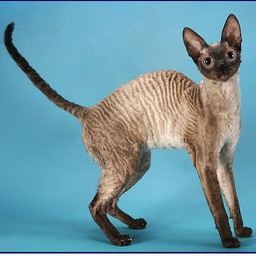 Rexkwizit's Born To Satisfaction