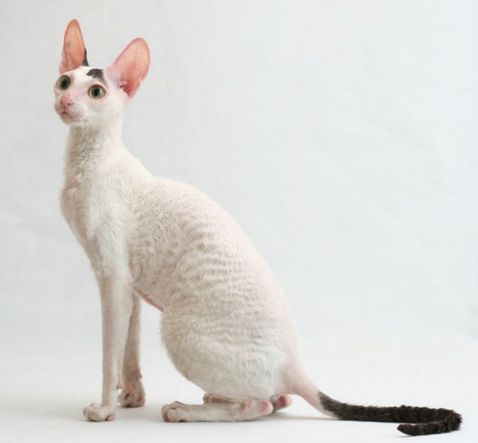 Made in Romania Honey White - cornish rex