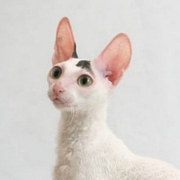 Made in Romania Honey White