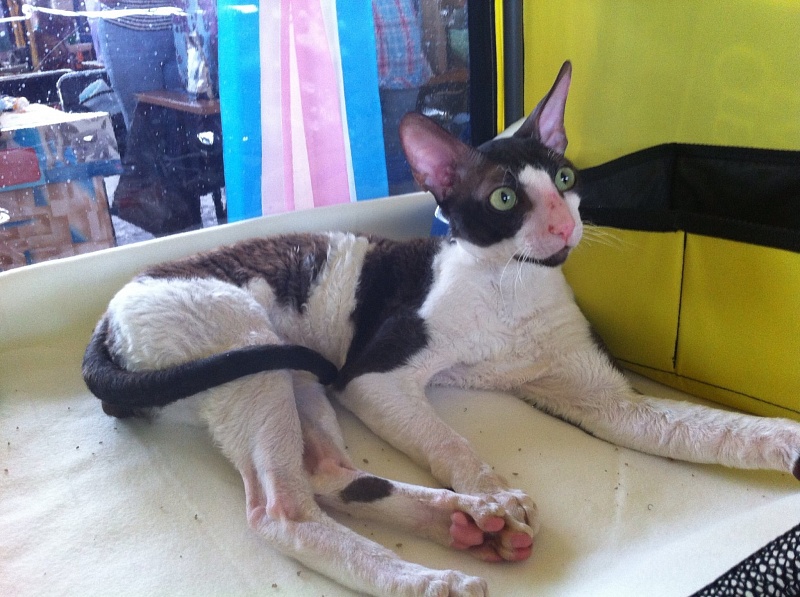 Serene Wave Fendi - cornish rex