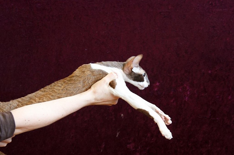 Yezhevika Veter Svobody - cornish rex