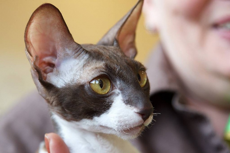 Yezhevika Veter Svobody - cornish rex