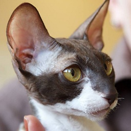 Yezhevika Veter Svobody