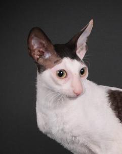 Barmont's Time After Time - cornish rex