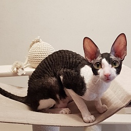 Hlopushka Elemani Dream