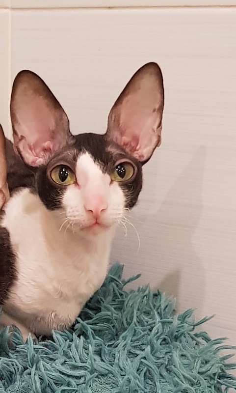 Hlopushka Elemani Dream - Adult cornish rex 1 year 10 months 1.5 week
