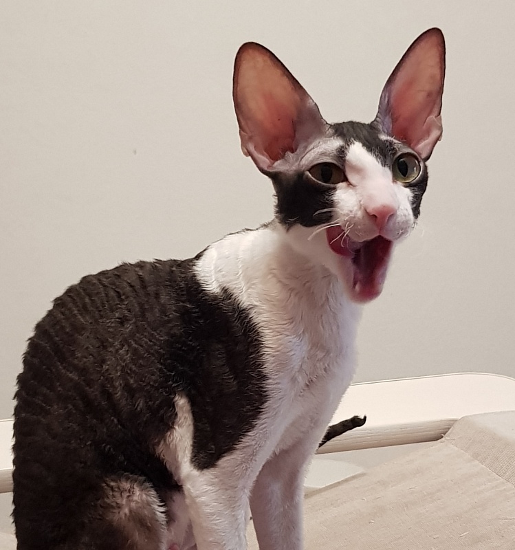 Hlopushka Elemani Dream - cornish rex