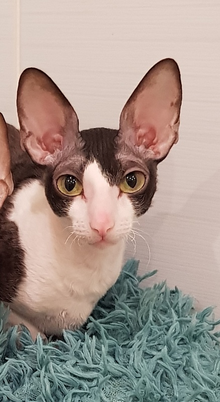 Hlopushka Elemani Dream - Adult cornish rex 1 year 10 months 1.5 week