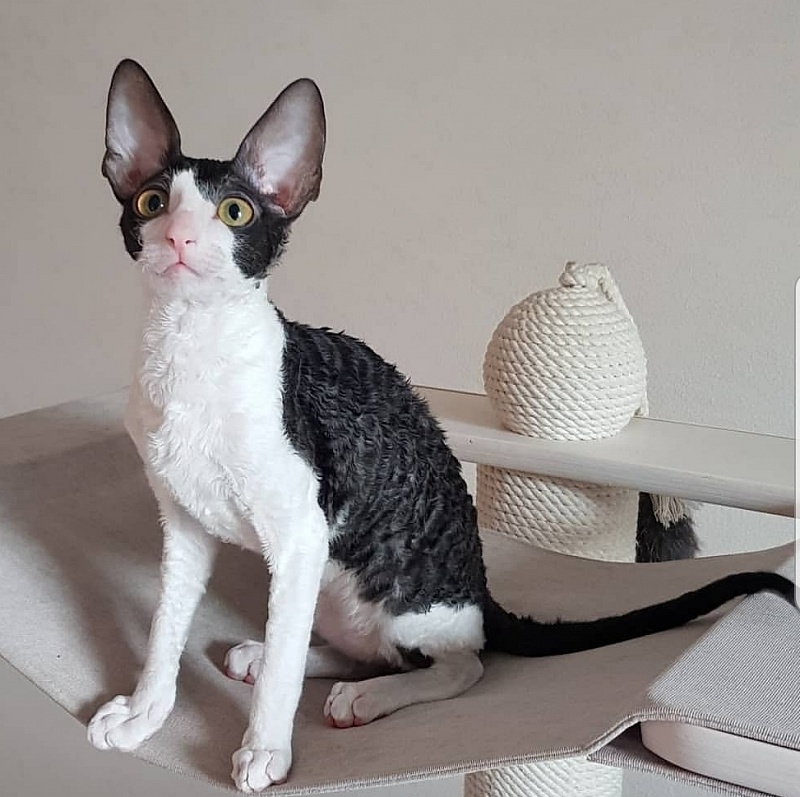 Hlopushka Elemani Dream - cornish rex