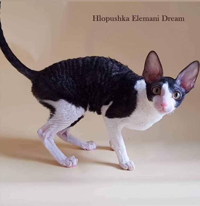 Hlopushka Elemani Dream - cornish rex