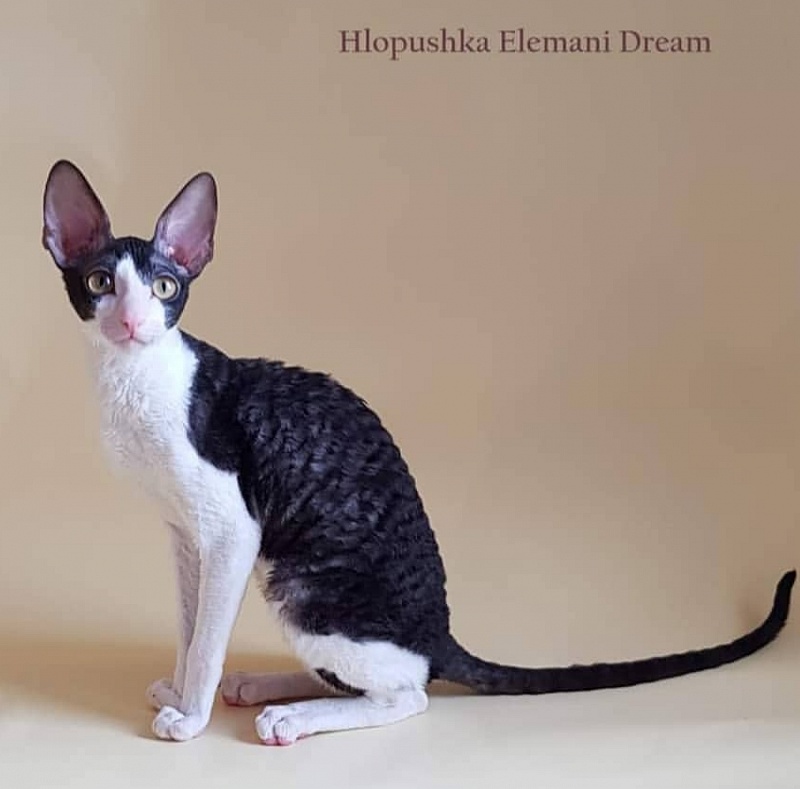 Hlopushka Elemani Dream - cornish rex