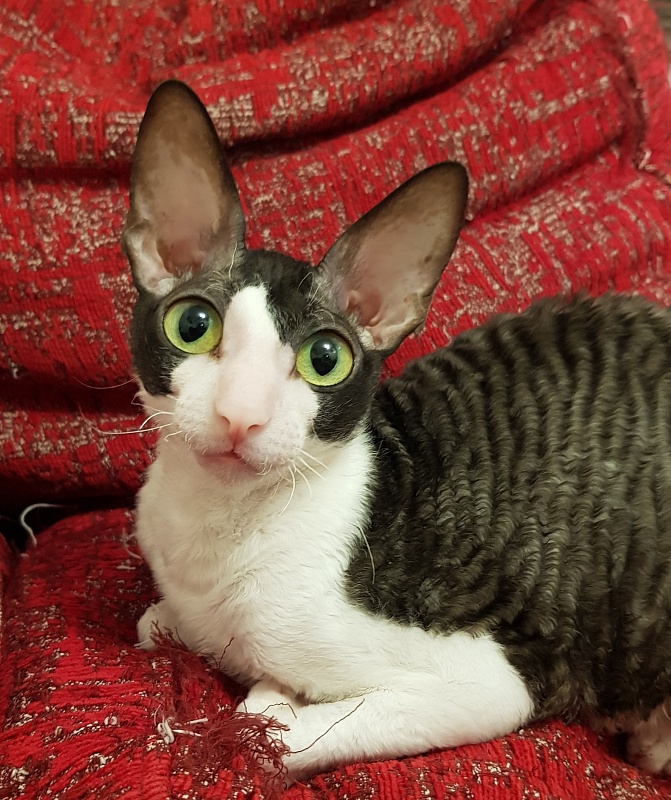 Hlopushka Elemani Dream - Adult cornish rex 2 years 2 months 3.5 weeks