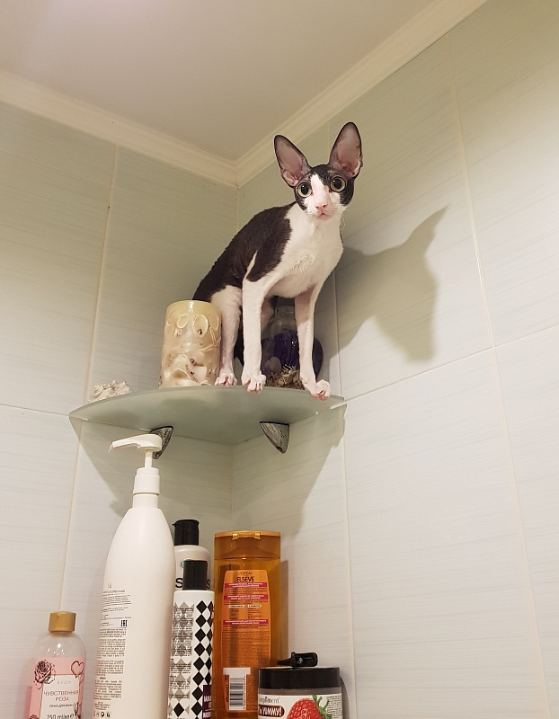 Hlopushka Elemani Dream - Adult cornish rex 1 year 10 months 1.5 week