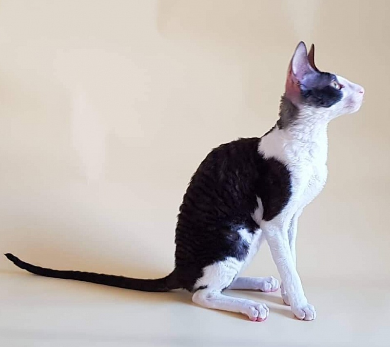 Hlopushka Elemani Dream - cornish rex