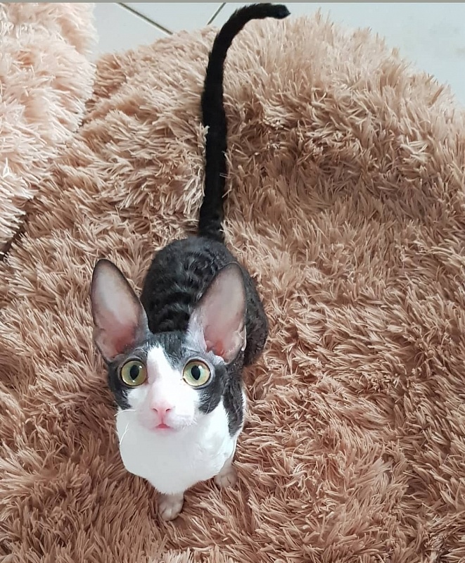 Hlopushka Elemani Dream - cornish rex