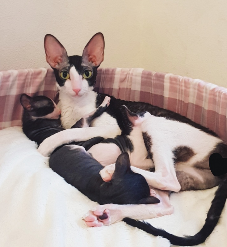 Hlopushka Elemani Dream - cornish rex