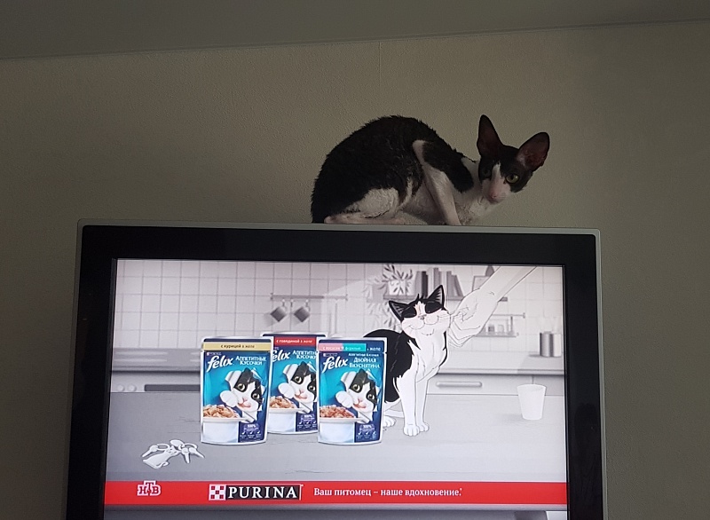 Hlopushka Elemani Dream - Adult cornish rex 1 year 0.5 weeks