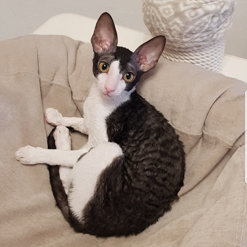 Hlopushka Elemani Dream - cornish rex