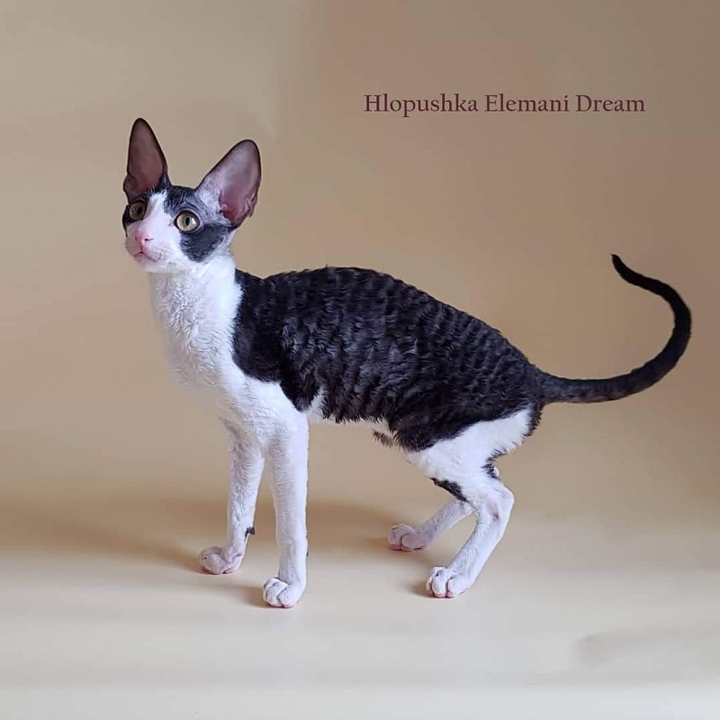 Hlopushka Elemani Dream - cornish rex
