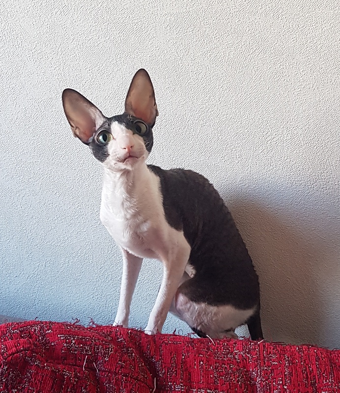 Hlopushka Elemani Dream - Adult cornish rex 1 year 10 months 1 week