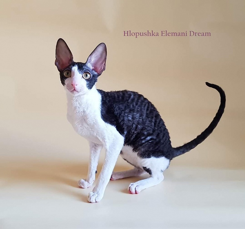 Hlopushka Elemani Dream - cornish rex