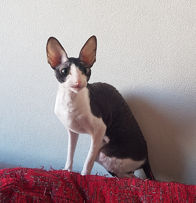 Hlopushka Elemani Dream - Adult cornish rex 1 year 10 months 1 week
