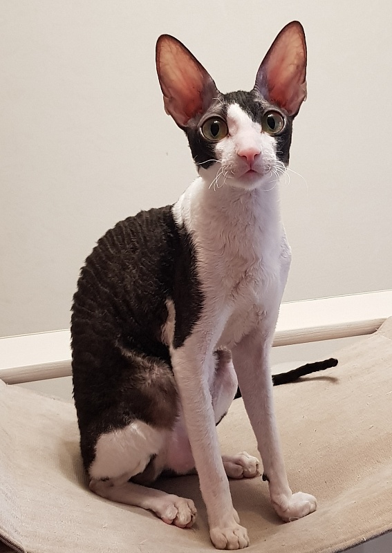 Hlopushka Elemani Dream - Adult cornish rex 1 year 7 months 2.5 weeks