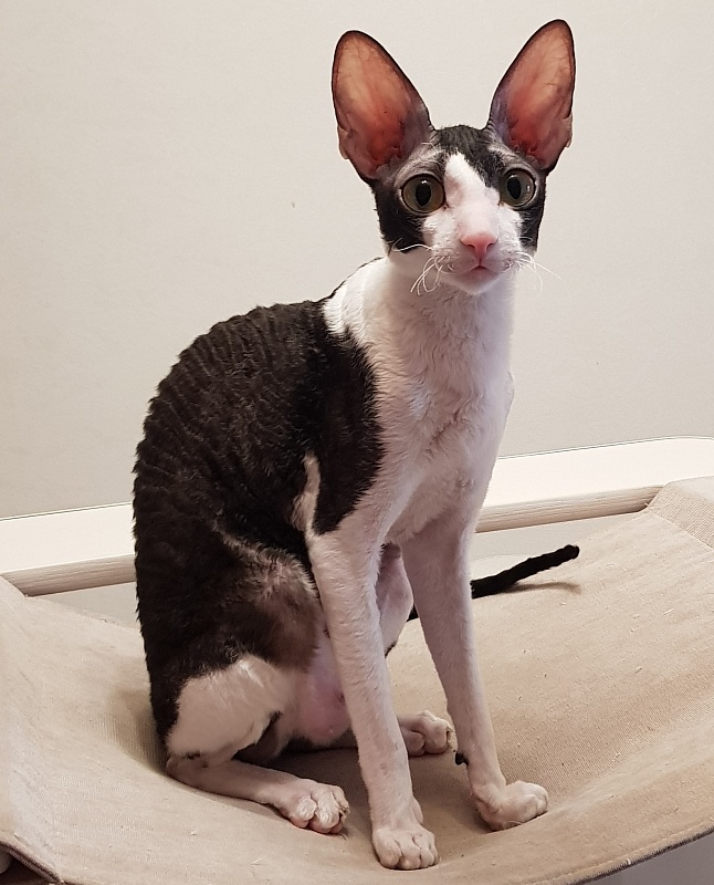 Hlopushka Elemani Dream - Adult cornish rex 1 year 7 months 2.5 weeks