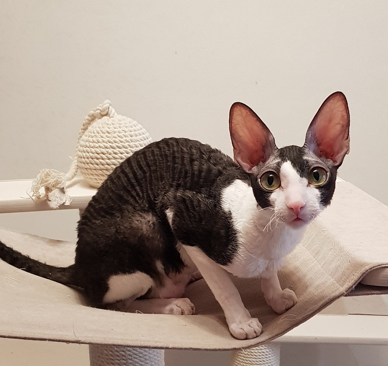 Hlopushka Elemani Dream - Adult cornish rex 1 year 7 months 2.5 weeks