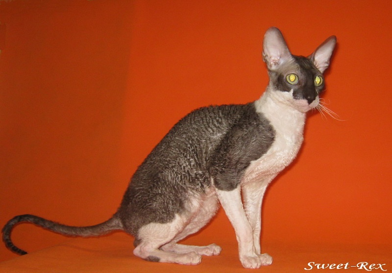 Sweet-Rex Exstra Fantastik - корниш-рекс 23.10.2011