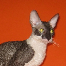 Sweet-Rex Exstra Fantastik