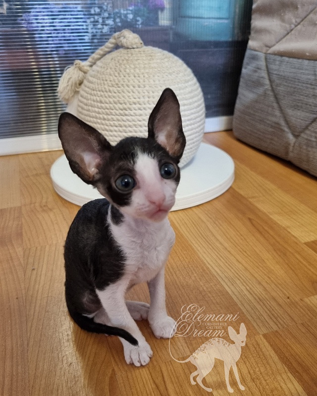 Viva Maria Elemani Dream - Kitten cornish rex 1 month 2.5 weeks