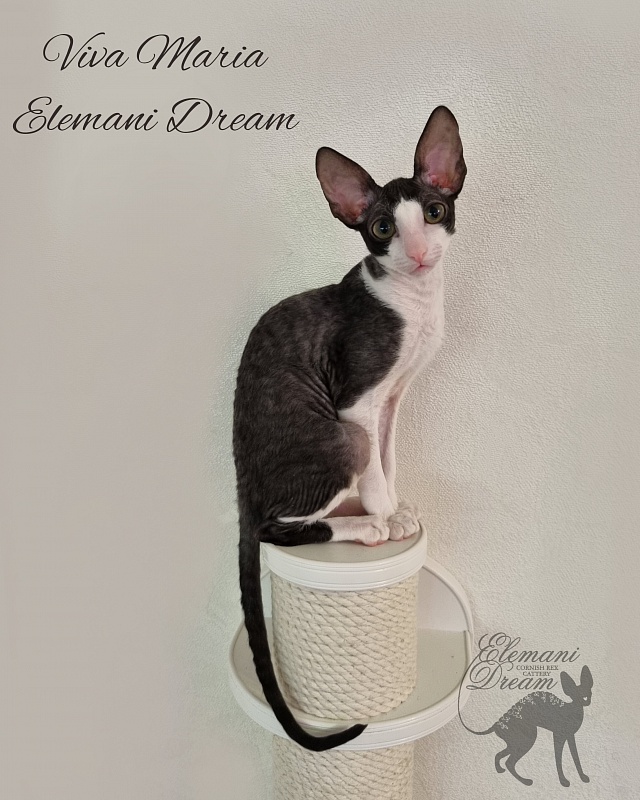 Viva Maria Elemani Dream - Kitten cornish rex 4 months 0.5 weeks