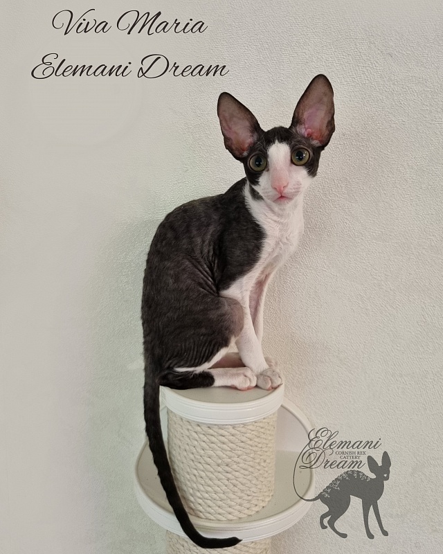 Viva Maria Elemani Dream - Kitten cornish rex 4 months 0.5 weeks